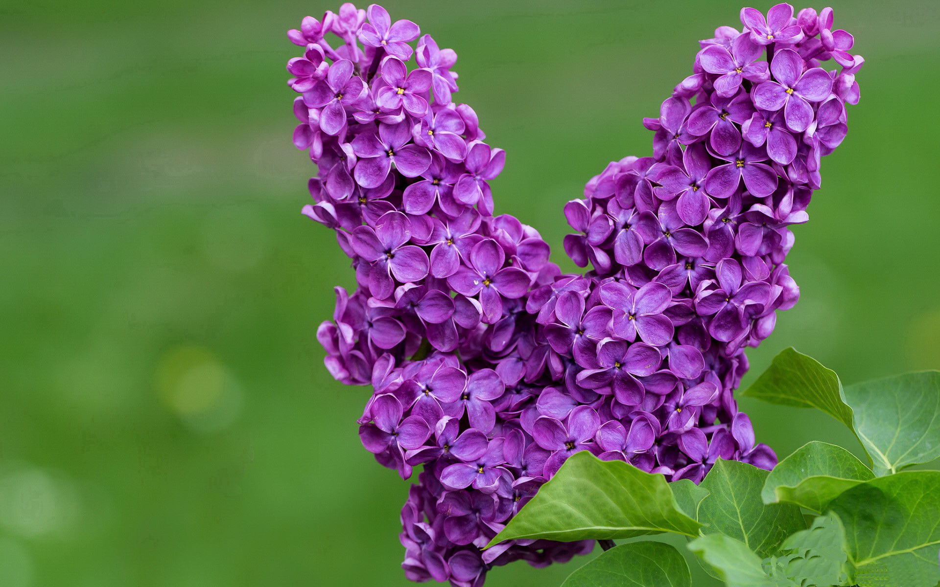 红黑鏖战，银箭焚天，当汉密尔顿点燃围场血性时