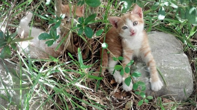 黑暗中的闪光，里昂绝杀拜仁，与一个时代被奥利维耶定义的三分钟