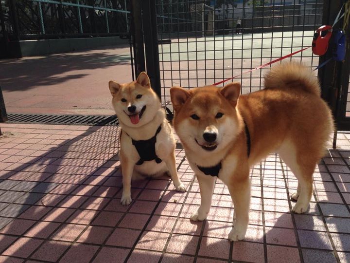 铁与火的重铸,从联合杯的泥泞到澳网山巅,德约科维奇唯一性的证明