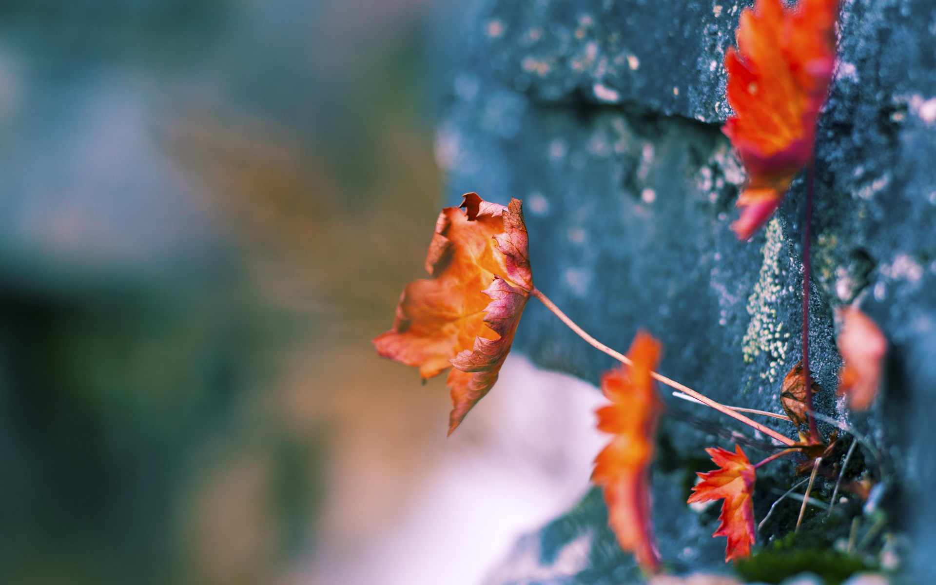 逆转与纪录,韩国乒乓风暴席卷日本,张本智和的孤独里程碑