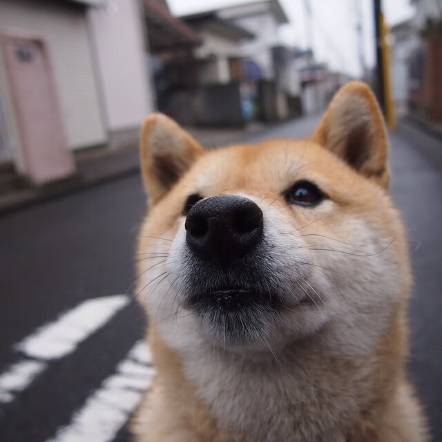 雄鹿给广州队上的东方大地的篮球课，福克斯是如何完成这场降维打击的