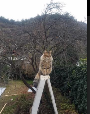 江岸筑堤，塔图姆擎天，当上海队在亚特兰大锁死胜局