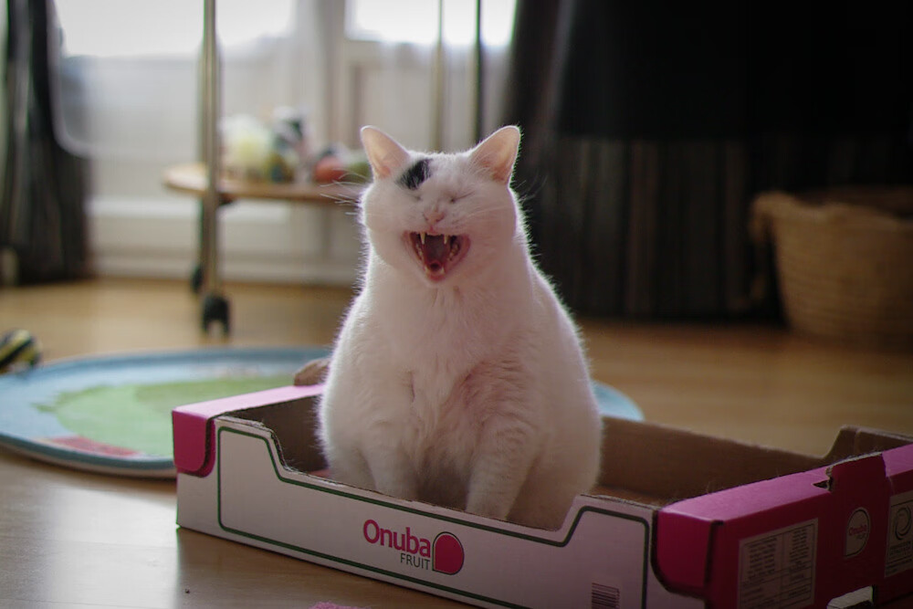 友谊赛变复仇之战!佩德里绝杀助爱尔兰淘汰毕尔巴鄂