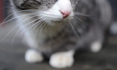 杜兰特,撕裂防线的艺术家—当勇士的死神在爵士阵中奏响独裁乐章