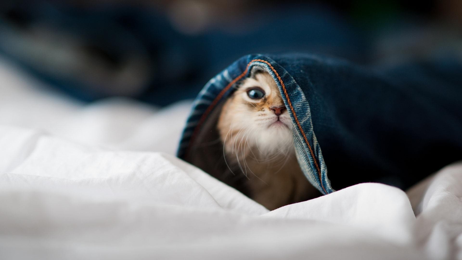 武切维奇47分21板史诗狂飙!魔术主场冰封快船,一战改写队史晋级路