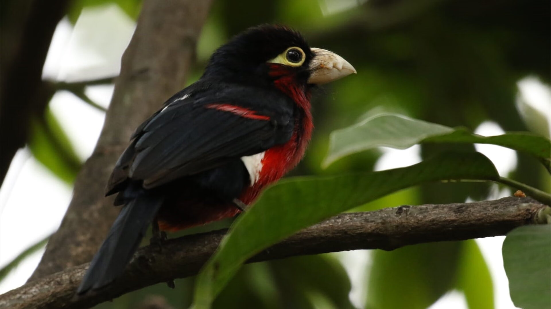 终场蜂鸣器前的神祇，杜兰特超时空三分绝杀，助灰熊险胜广厦
