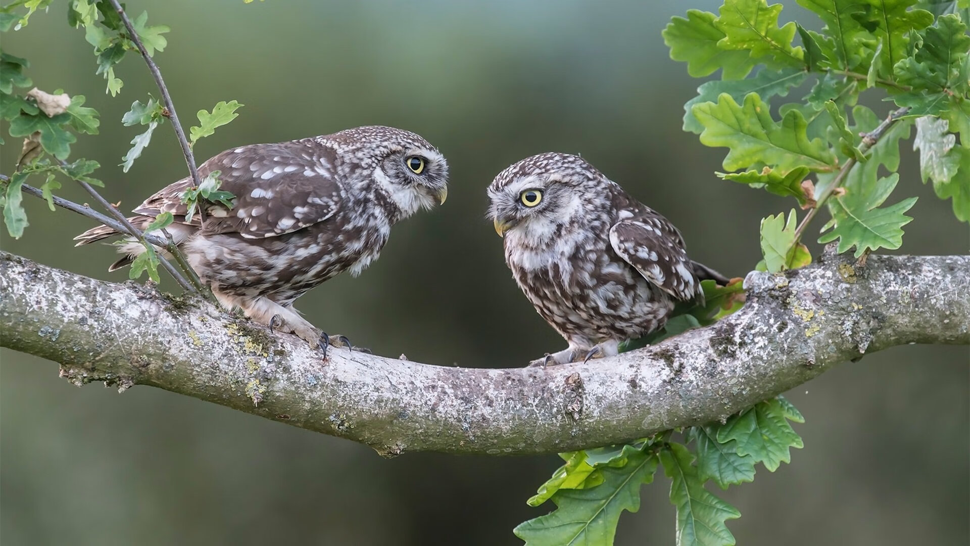 绿茵上的爱尔兰与巴黎，一场英超争冠的哲学隐喻