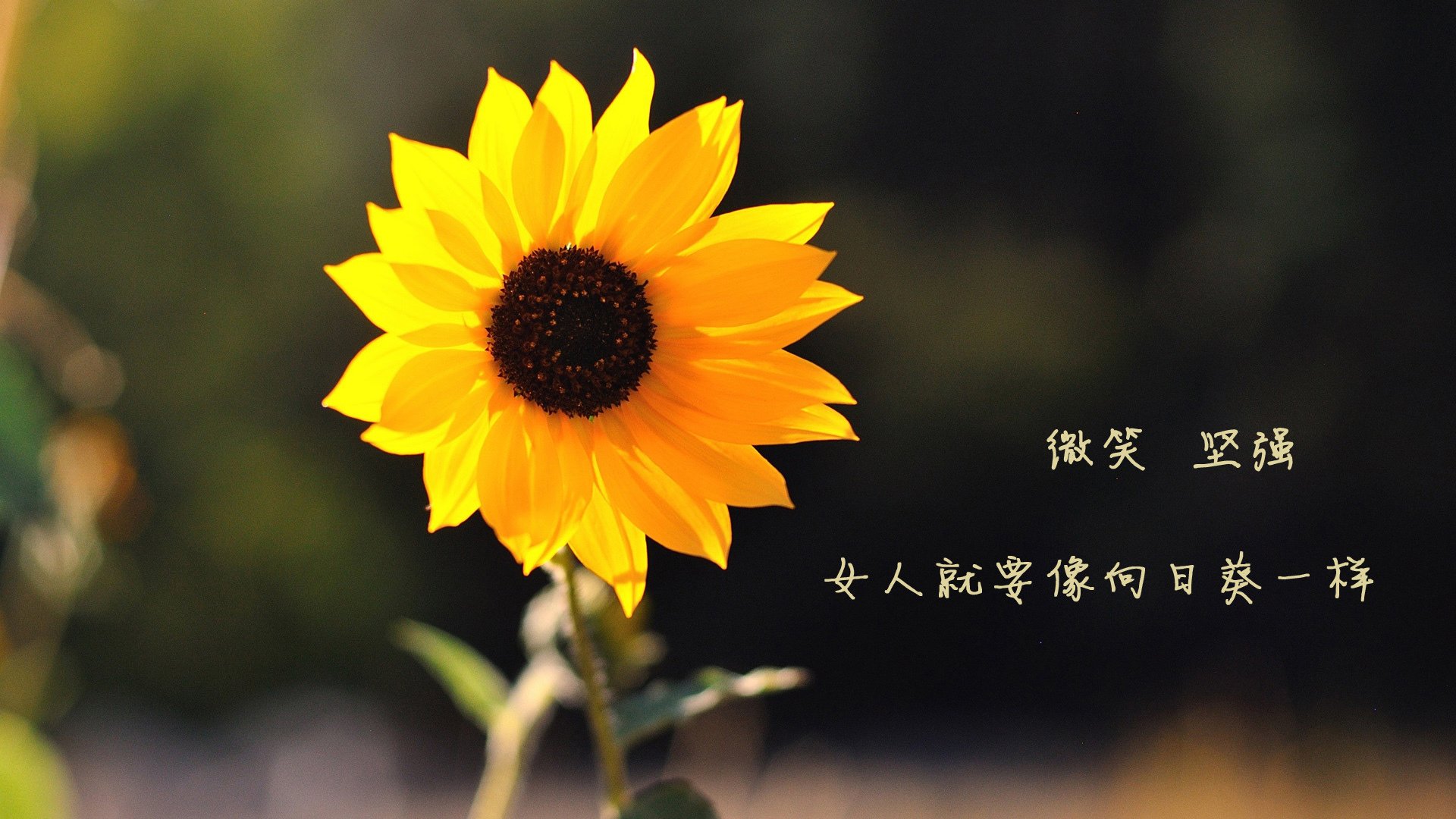 塞内加尔封锁芬兰，拉什福德成为关键先生